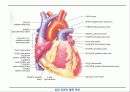 순환기계 (circulatory system) 10페이지