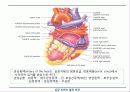순환기계 (circulatory system) 11페이지