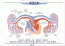 순환기계 (circulatory system) 14페이지