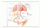 순환기계 (circulatory system) 17페이지