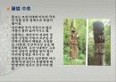 장승에 관해서 (정의, 기원, 기능, 역할변화등) 발표용 10페이지