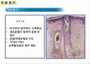 모발의 성분과 성장 7페이지