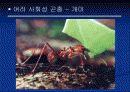 곤충의 사회성에 대한 발표자료 6페이지