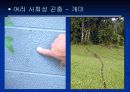 곤충의 사회성에 대한 발표자료 12페이지