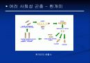 곤충의 사회성에 대한 발표자료 16페이지