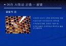 곤충의 사회성에 대한 발표자료 24페이지