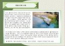 환경호르몬에 관한 발표자료 36페이지