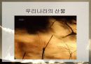 산불이 생태계에 미치는 영향 발표자료 3페이지