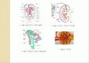 만성신부전 및 장기이식에 관한 사회복지사의 역할 파워포인트 PPT 5페이지