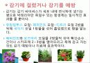 허브를 이용한 치료(허브차&오일마사지&아로마테라피) 8페이지