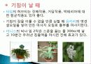 허브를 이용한 치료(허브차&오일마사지&아로마테라피) 9페이지