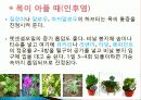 허브를 이용한 치료(허브차&오일마사지&아로마테라피) 10페이지