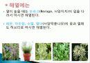 허브를 이용한 치료(허브차&오일마사지&아로마테라피) 11페이지