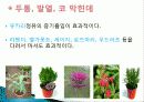 허브를 이용한 치료(허브차&오일마사지&아로마테라피) 12페이지