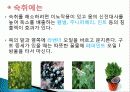 허브를 이용한 치료(허브차&오일마사지&아로마테라피) 15페이지