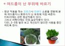 허브를 이용한 치료(허브차&오일마사지&아로마테라피) 19페이지