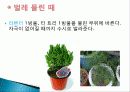 허브를 이용한 치료(허브차&오일마사지&아로마테라피) 20페이지