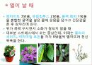 허브를 이용한 치료(허브차&오일마사지&아로마테라피) 21페이지
