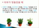 허브를 이용한 치료(허브차&오일마사지&아로마테라피) 22페이지