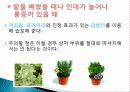 허브를 이용한 치료(허브차&오일마사지&아로마테라피) 23페이지