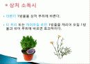 허브를 이용한 치료(허브차&오일마사지&아로마테라피) 25페이지