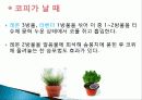 허브를 이용한 치료(허브차&오일마사지&아로마테라피) 26페이지