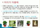 허브를 이용한 치료(허브차&오일마사지&아로마테라피) 32페이지