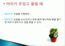 허브를 이용한 치료(허브차&오일마사지&아로마테라피) 33페이지