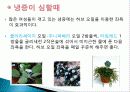 허브를 이용한 치료(허브차&오일마사지&아로마테라피) 37페이지