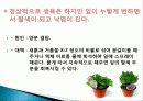 허브를 이용한 치료(허브차&오일마사지&아로마테라피) 41페이지