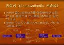 식물생리학, 엽록체 10페이지