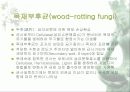 [분석/조사] 미생물이 문화재에 미치는 영향 5페이지