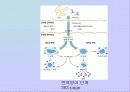 면역계에 대한 발표 PPT 6페이지