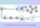 면역계에 대한 발표 PPT 10페이지