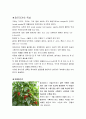 과채류의 보석 파프리카 4페이지