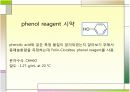 폴리페놀 정량 실험 8페이지