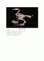붕어-Observation of external feature 6페이지