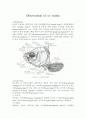 붕어-Observation of os cranio 2페이지