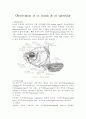 붕어-Observation of os cranio & opercular 2페이지
