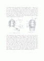 동물분류학-Observation of Porifera(해면동물) 4페이지