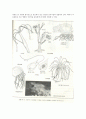 동물분류학-Observation of Cnidaria(자포동물) 5페이지