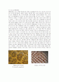 동물분류학-Observation of Nematoda, Kinorhyncha, Bryozoa(선충,동문,태형,동물) 4페이지