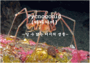 바다거미-PPT발표자료 1페이지
