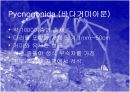 바다거미-PPT발표자료 5페이지