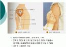 피하 피내 근육주사 비경구 투여 방법 20페이지