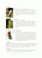 kirlian 킬리안 전기를 이용한 사진 실험. 6페이지