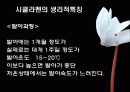 시클라멘의 특징과 분류 및 품종 12페이지