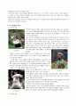 스포츠를 이용한 마케팅 ( The Marketing with Sports) 4페이지