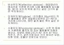 무지개에 대한 PPT 16페이지