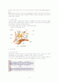 인체생리학-신경계 3페이지